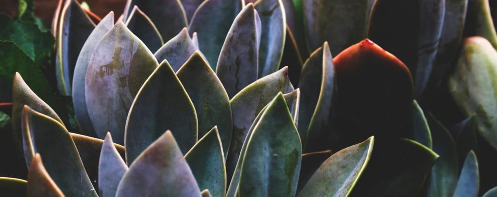 agave surup