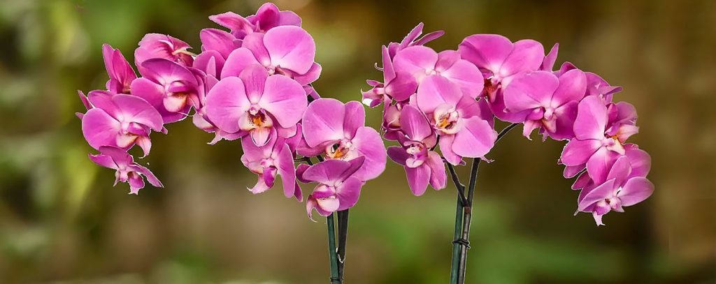 orkide bakimi nasil yapilir