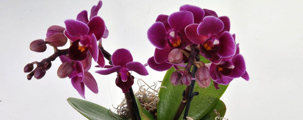 Orkide Cicegi2 1