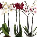Orkide Çiçeği