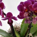 orkide 1