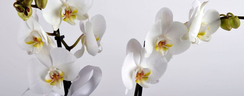orkide 22 1