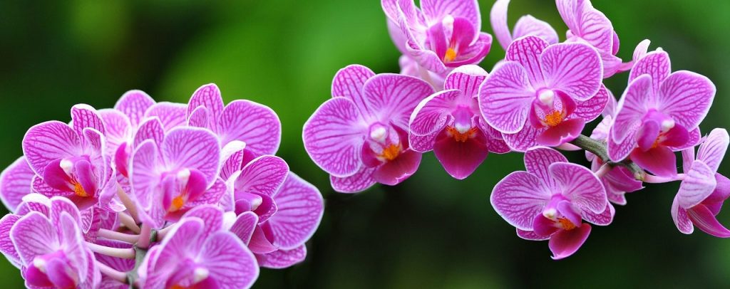 orkide 33