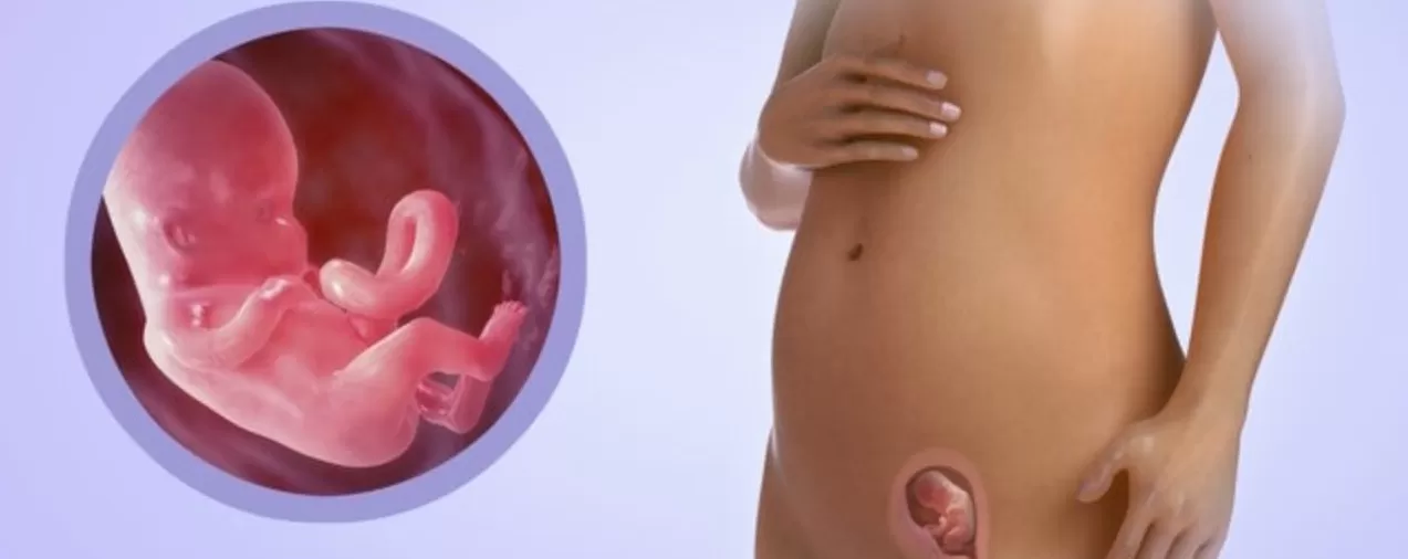 Малыш в 32 недели беременности в животе. Плод на 32 неделе беременности. Расположение плода на 34 неделе беременности. Шевеления ребёнка в животе. Шевеления на 36 неделе