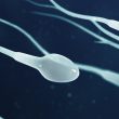 erkeklerde sperm sayisini arttirmak1