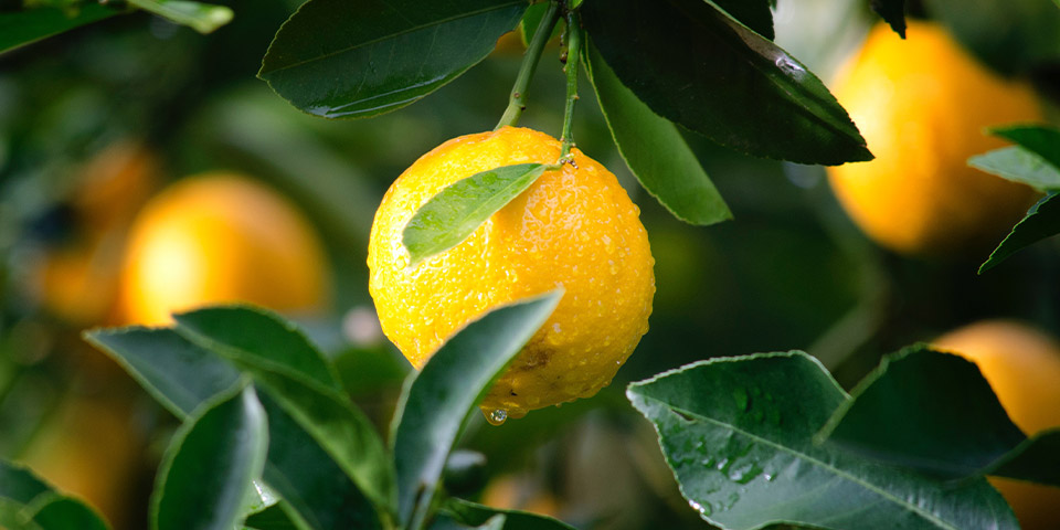 Haşlanmış Limon Diyeti Nasıl Uygulanır