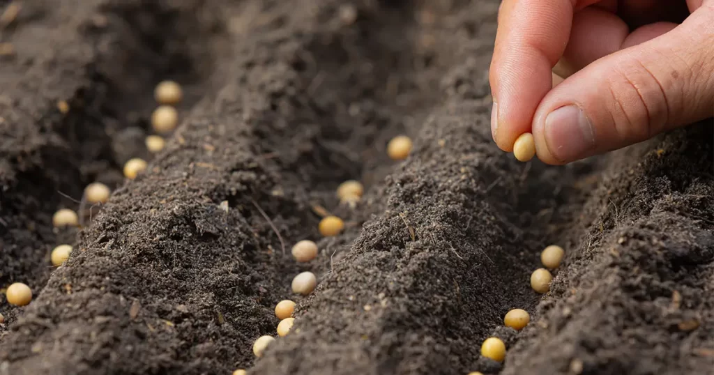 Tohum çeşitleri nelerdir?
